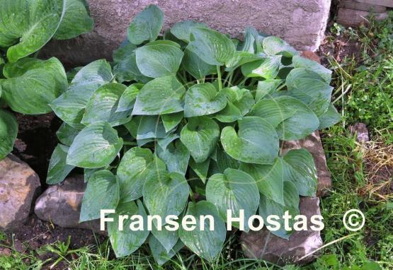 Hosta Blue Lady